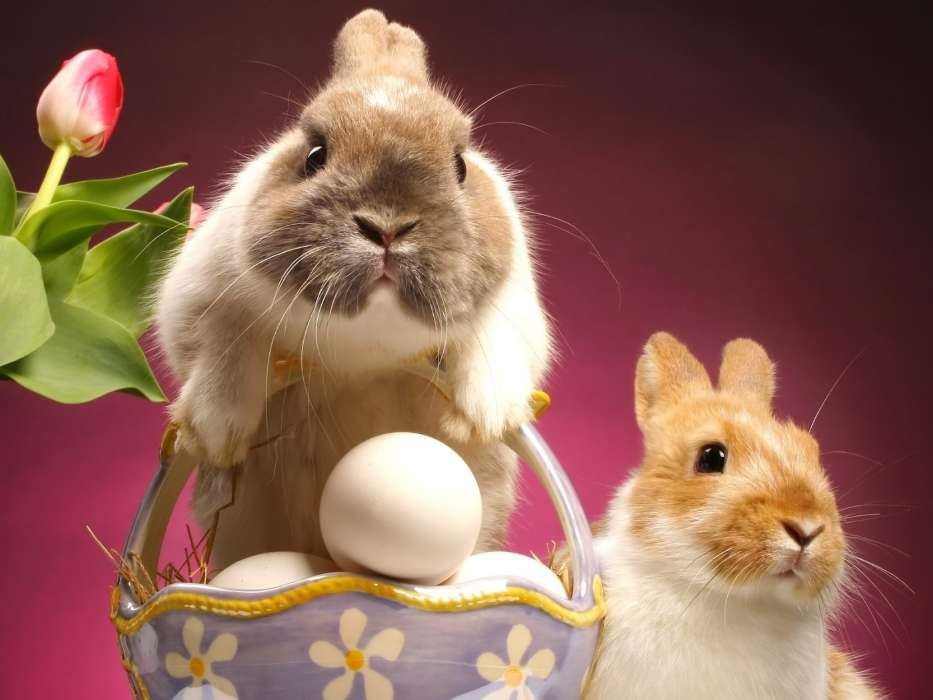 Rabbits,Easter,Holidays,Animals