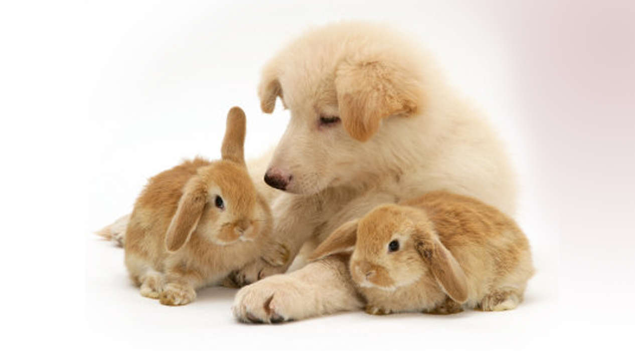 Rabbits, Dogs, Animals