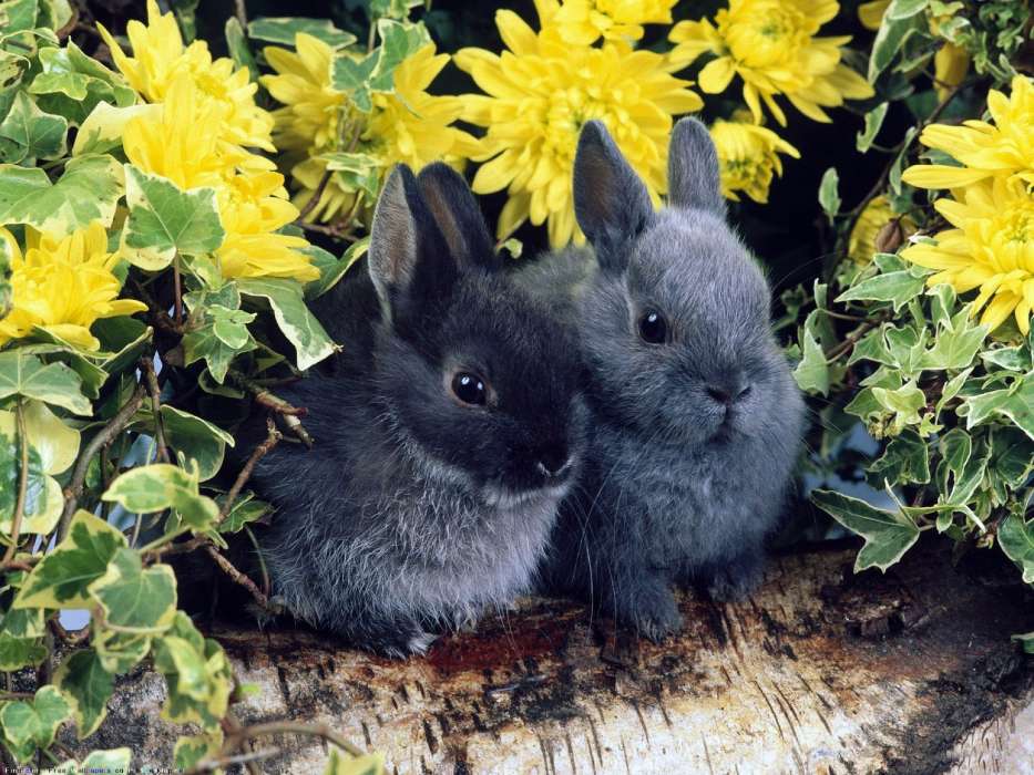 Animals, Rabbits