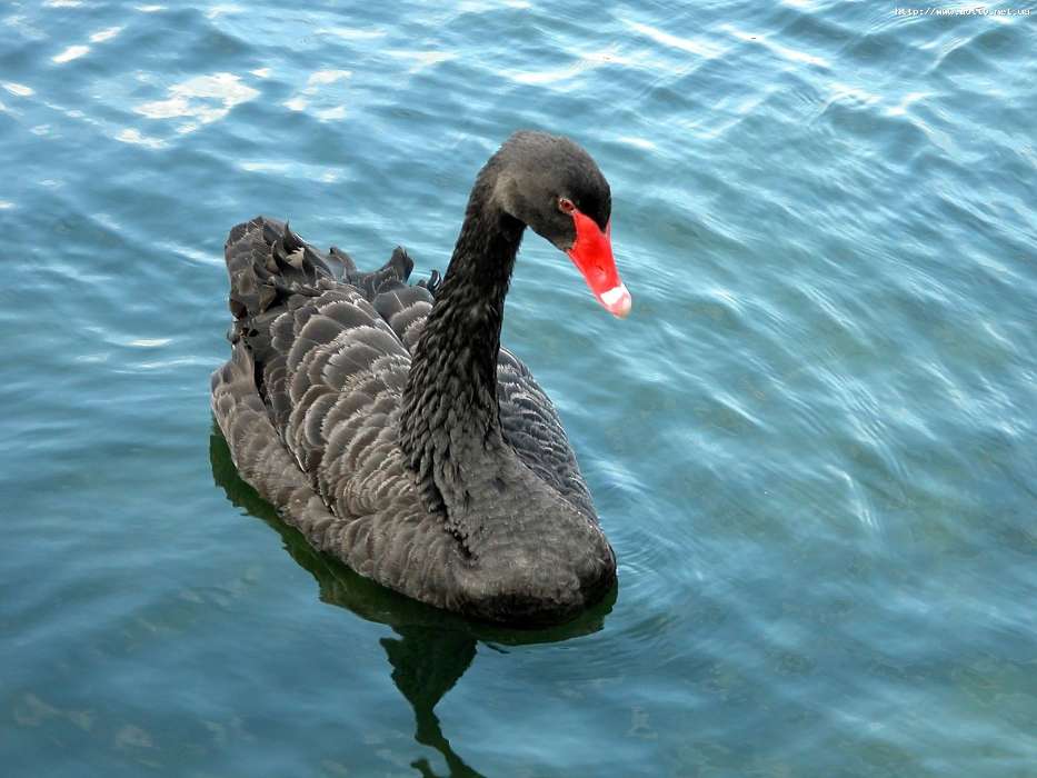 Swans, Birds, Water, Animals