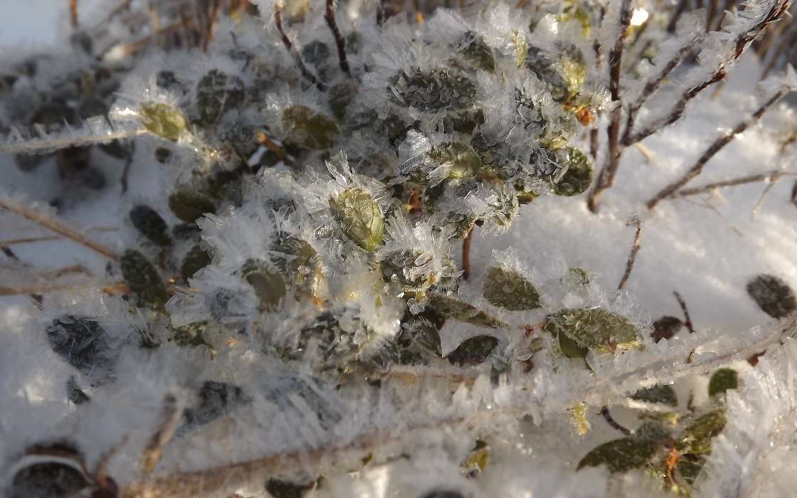 ice,Plants