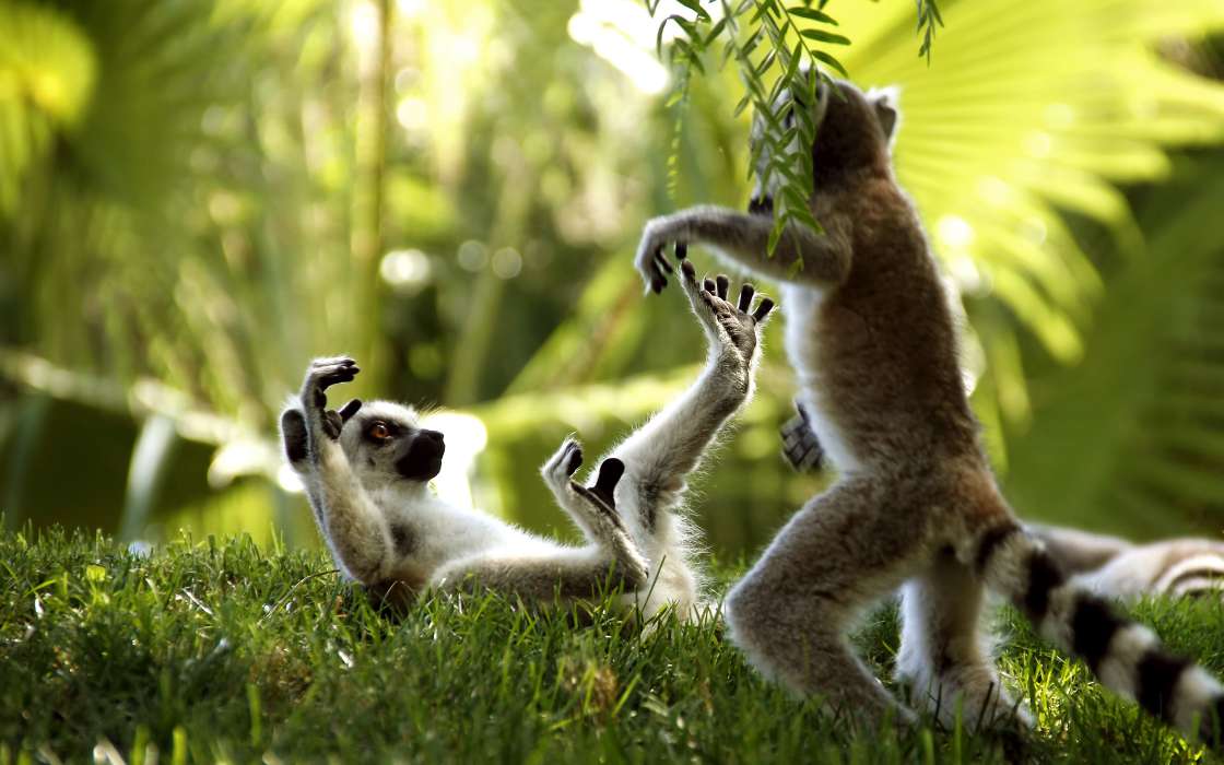 Lemurs,Animals
