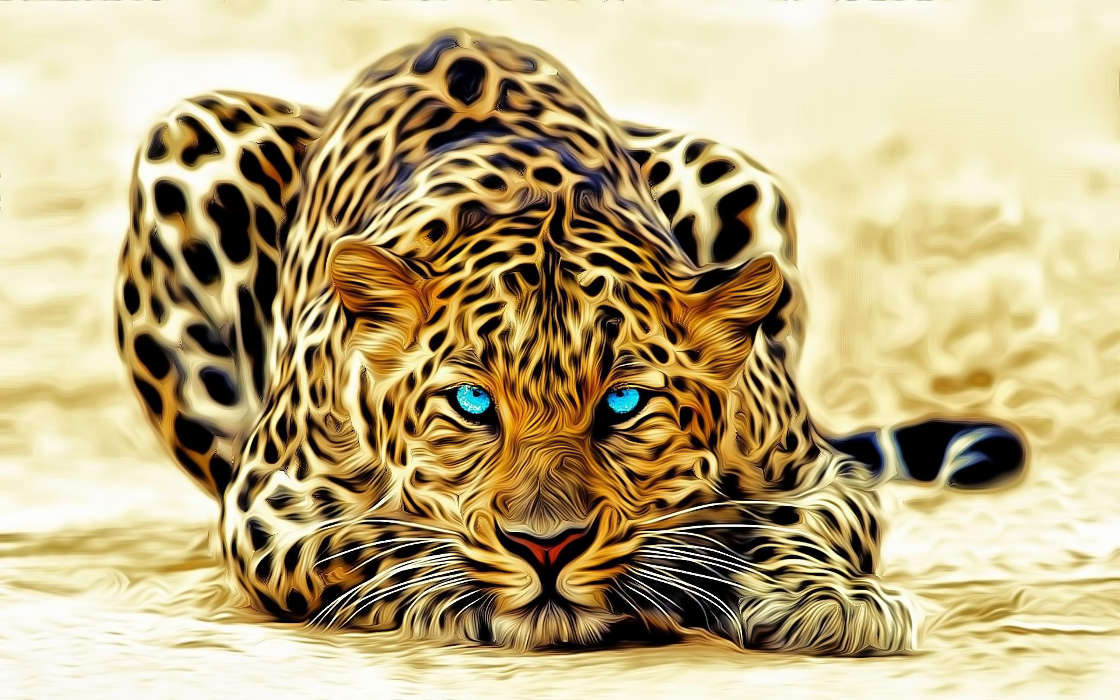 Leopards,Pictures,Animals