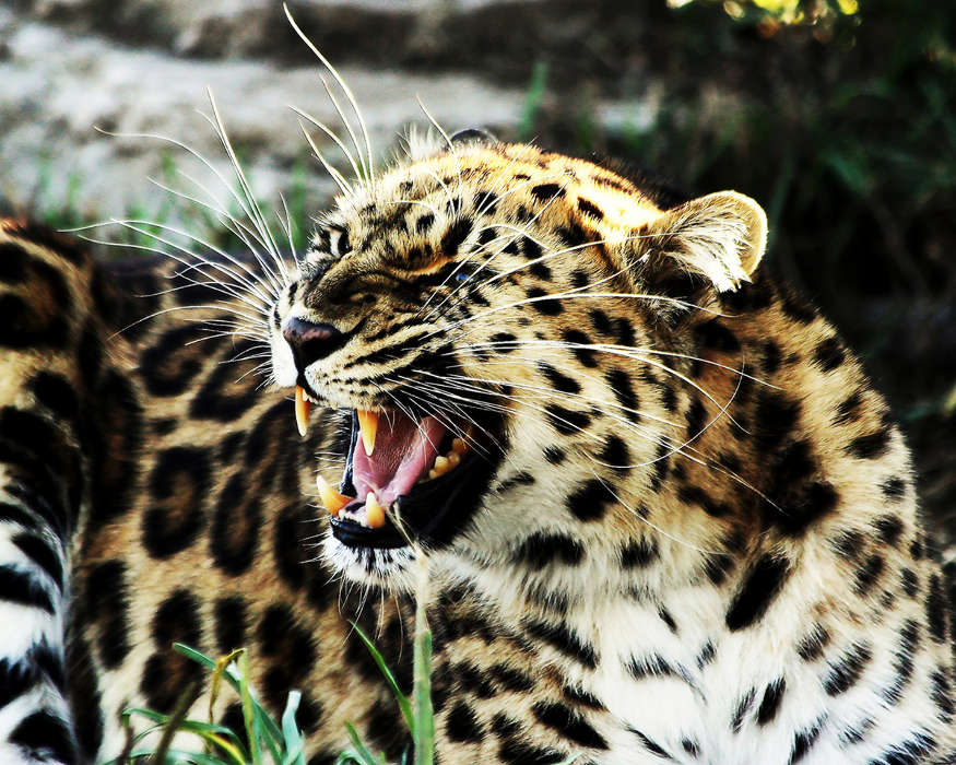 Leopards,Animals