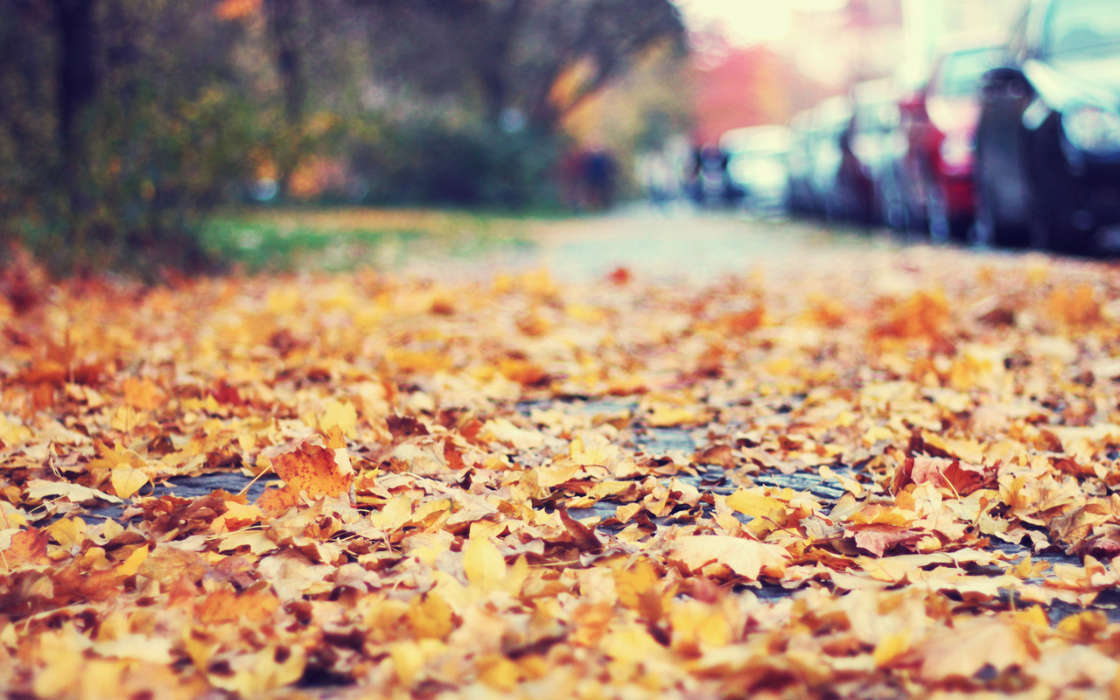 Leaves, Autumn, Landscape