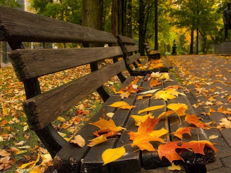 Leaves, Autumn, Landscape, Streets