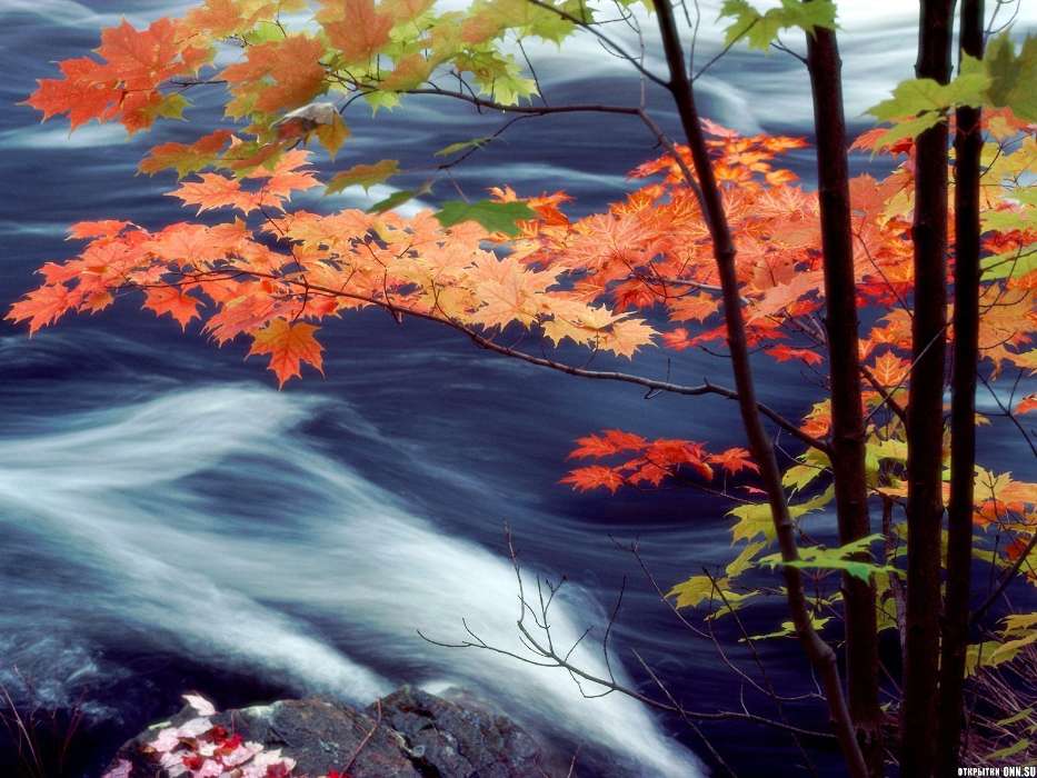Landscape, Water, Autumn, Leaves