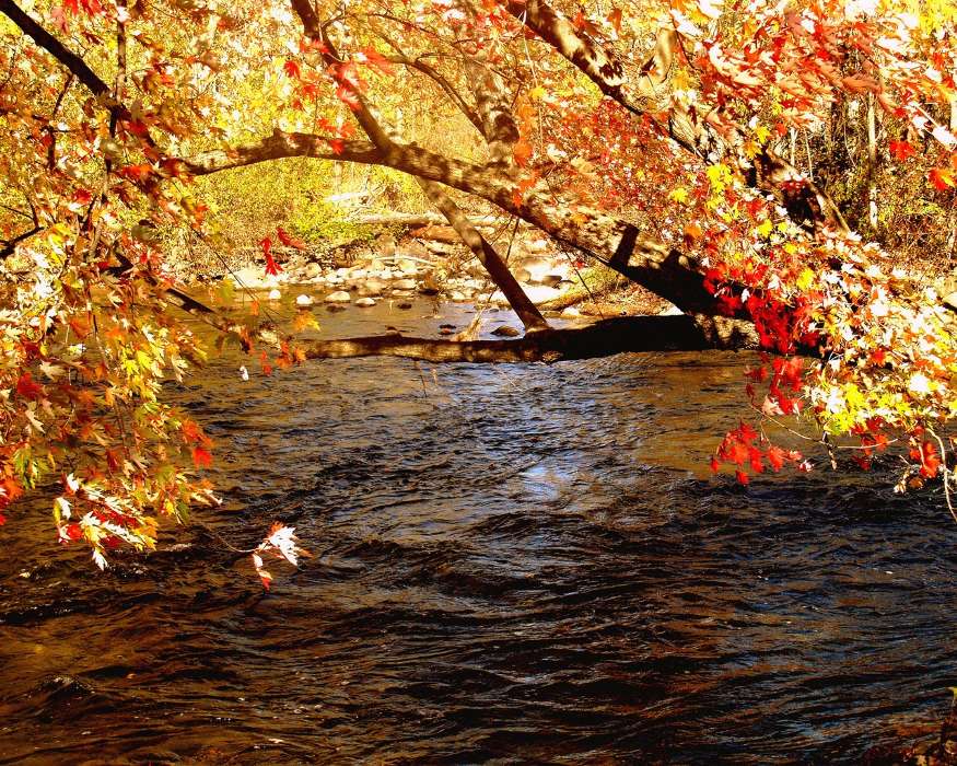 Landscape, Rivers, Leaves