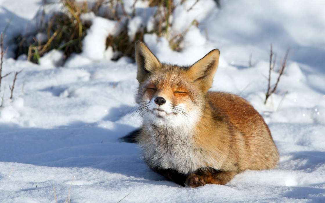 Fox, Snow, Animals, Winter