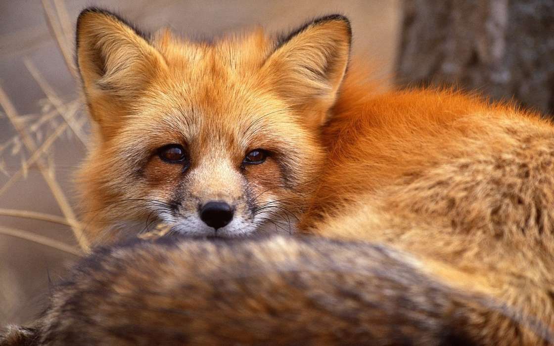 Fox, Animals