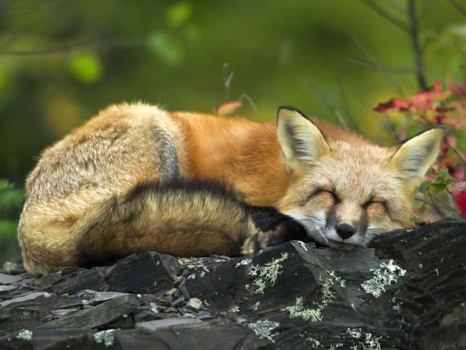 Fox,Animals
