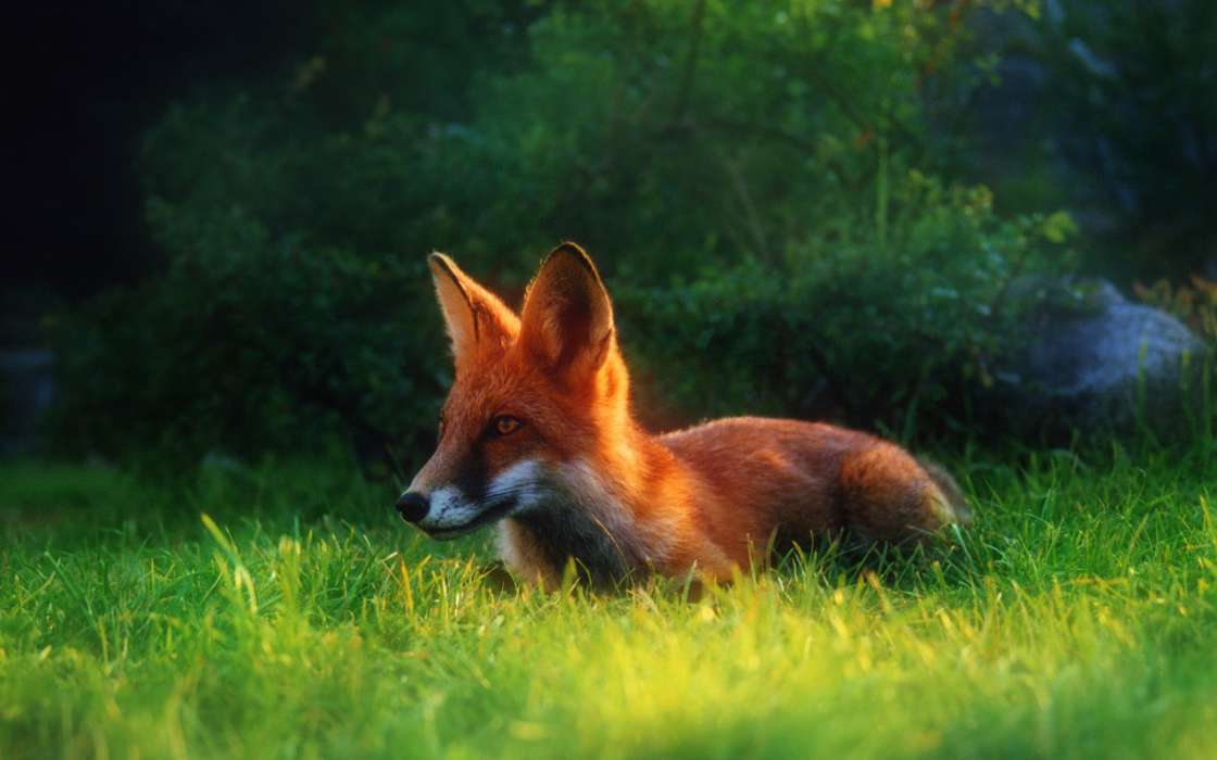 Fox,Animals