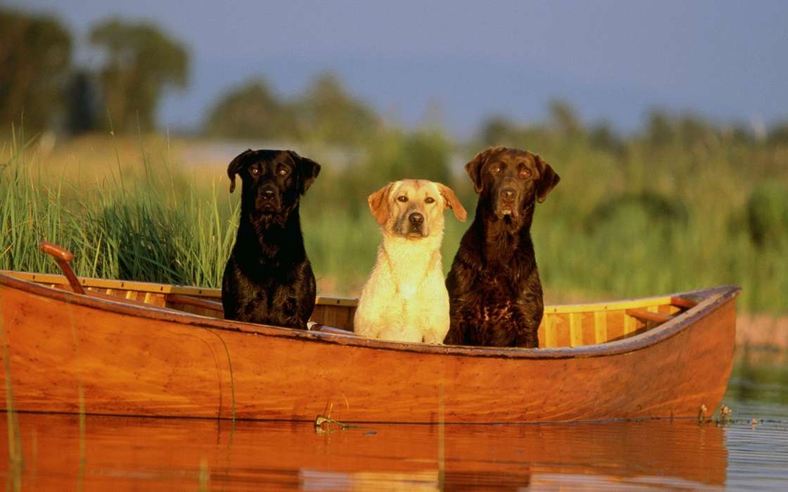 Boats,Dogs,Animals