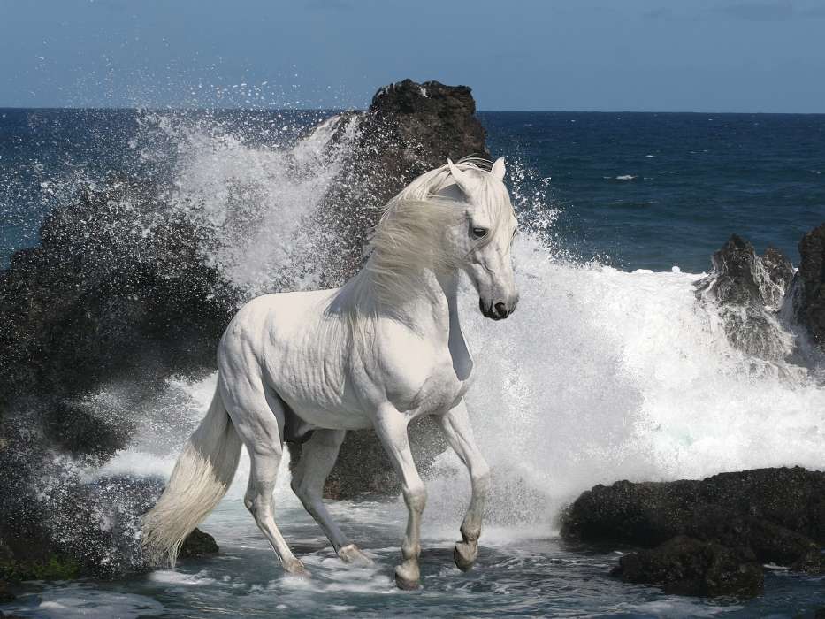 Animals, Horses, Sea