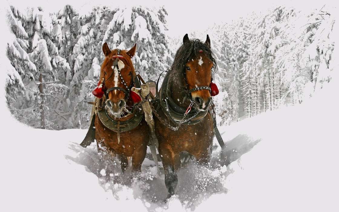 Horses, Snow, Animals, Winter