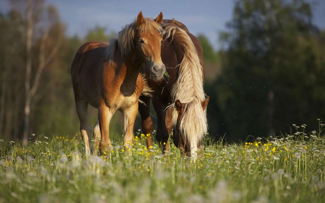 Horses,Animals