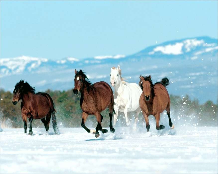 Animals, Winter, Horses