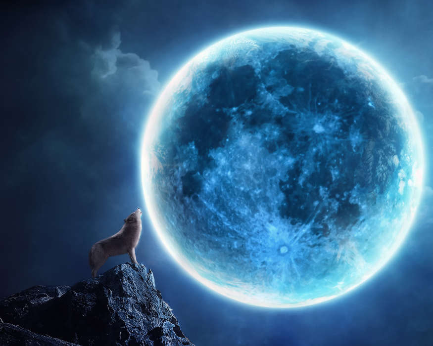 Moon, Night, Wolfs, Animals