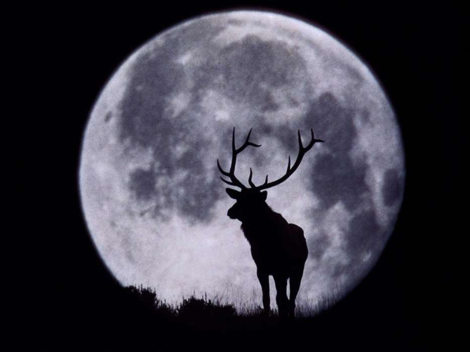 Moon,Landscape,Animals