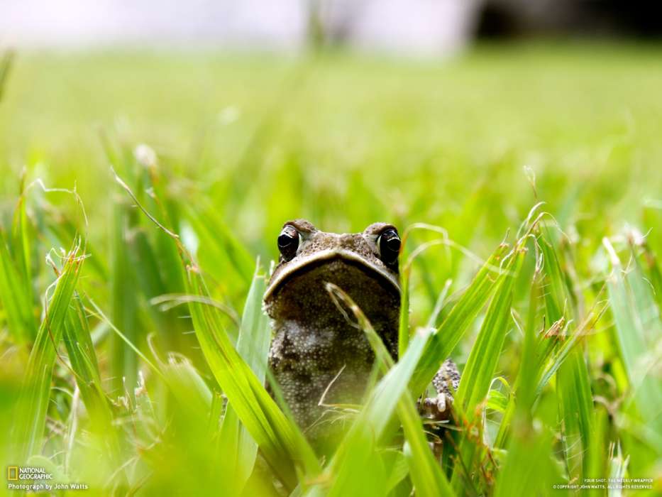 Frogs, Grass, Animals