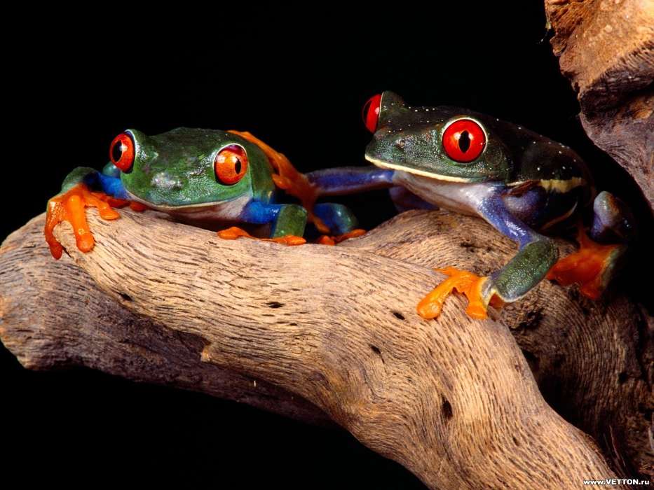 Animals, Frogs