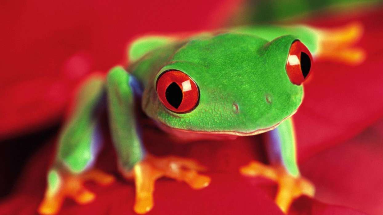 Frogs,Animals