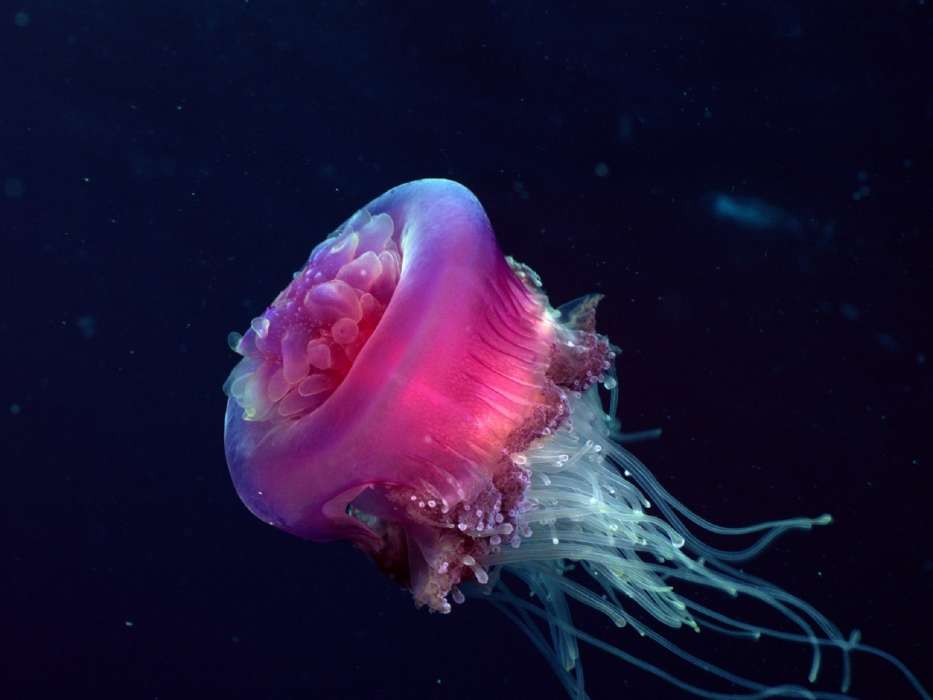 Jellyfish, Sea, Animals