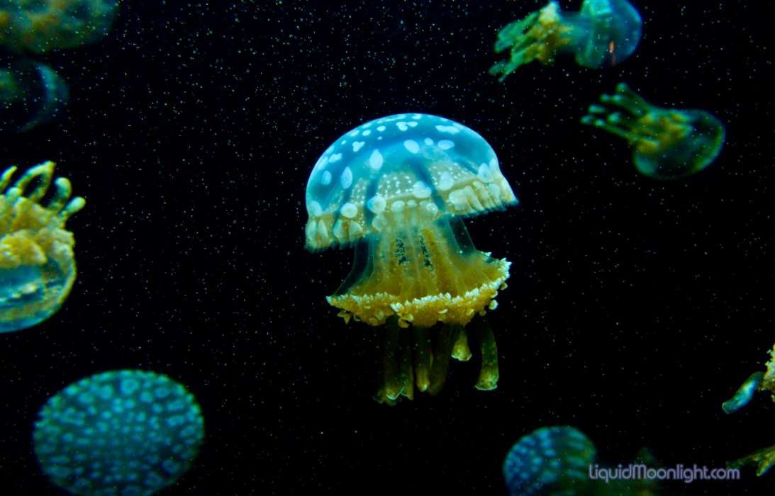 Animals, Sea, Jellyfish