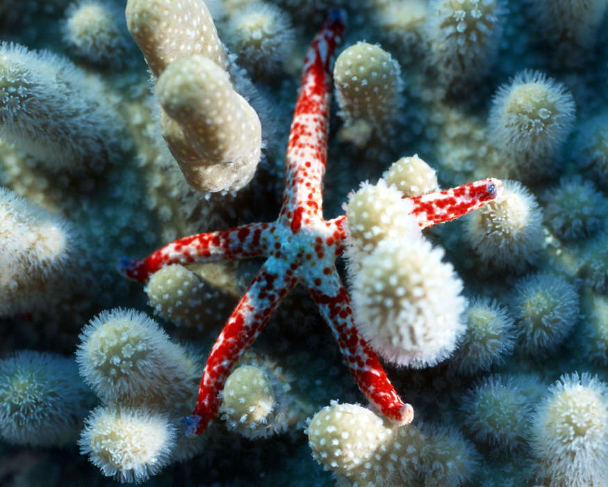 Sea, Starfish, Animals