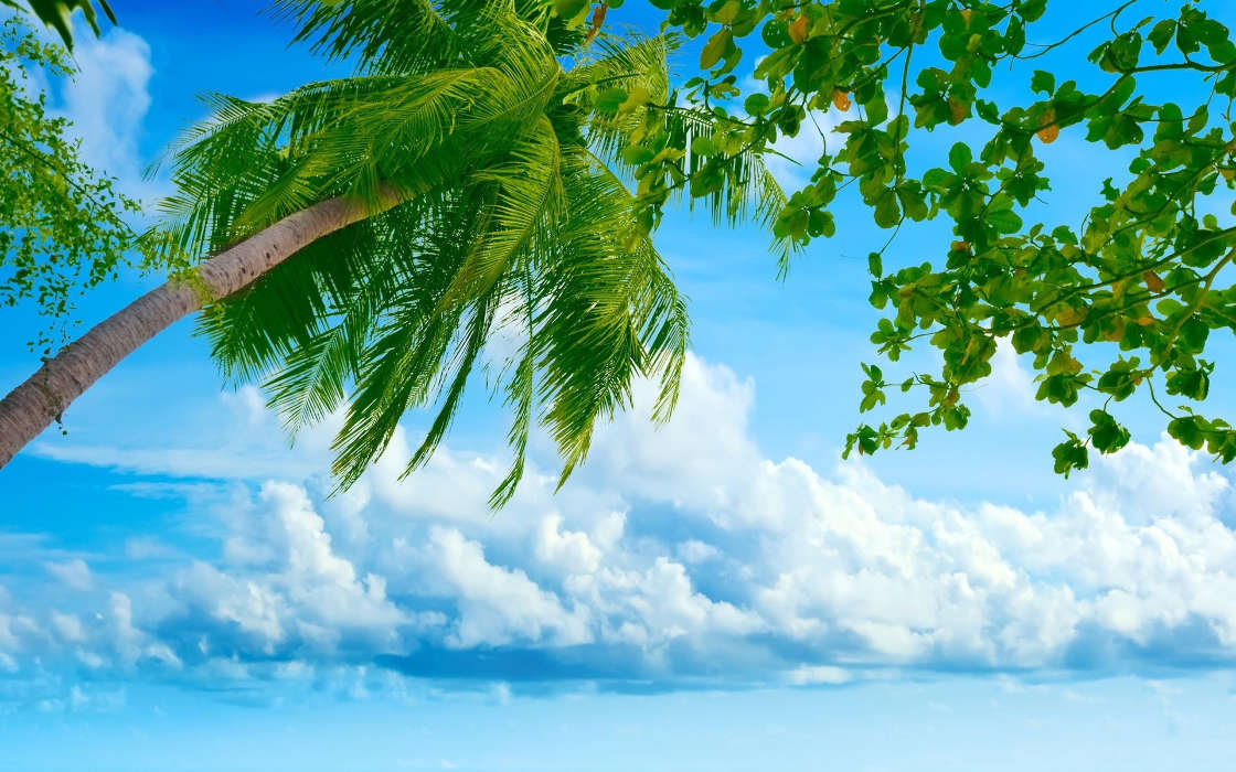 Sea, Clouds, Palms, Landscape