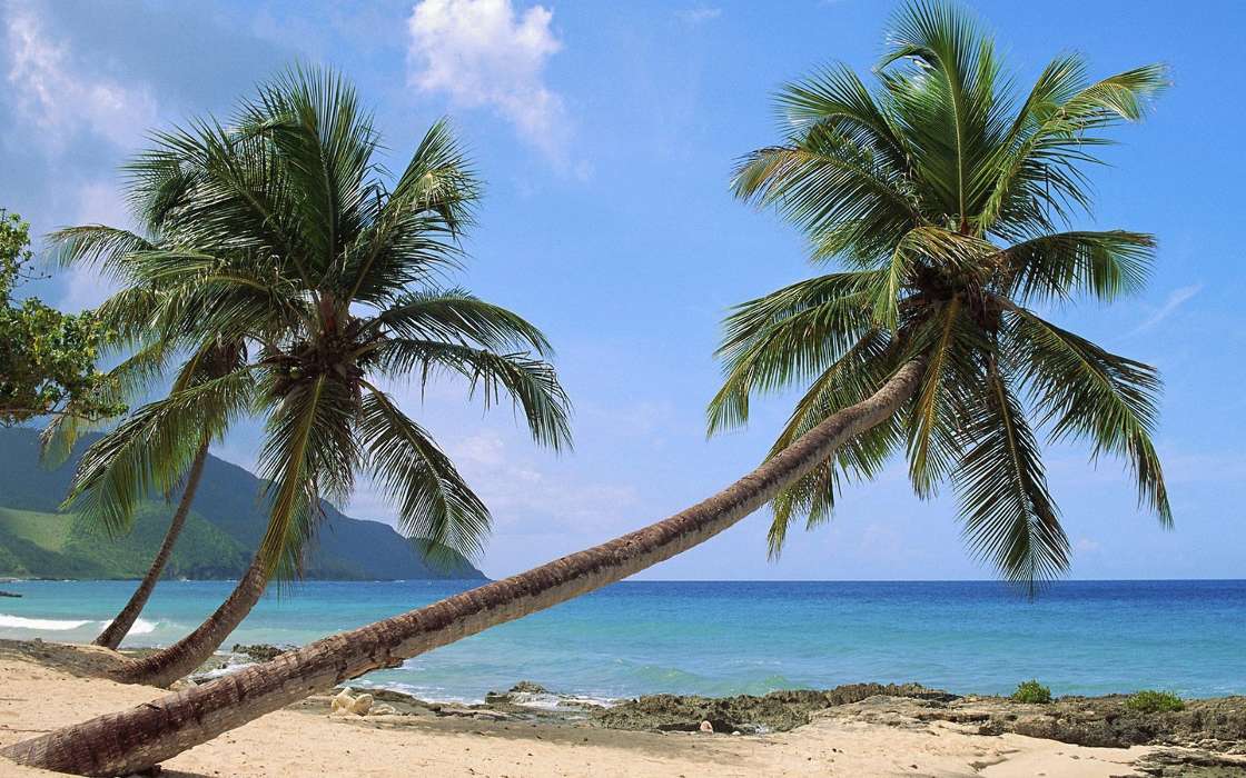 Landscape, Sea, Palms