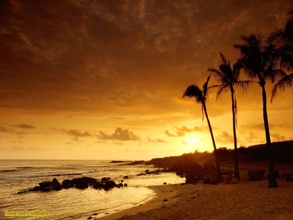 Landscape, Sunset, Sea, Palms