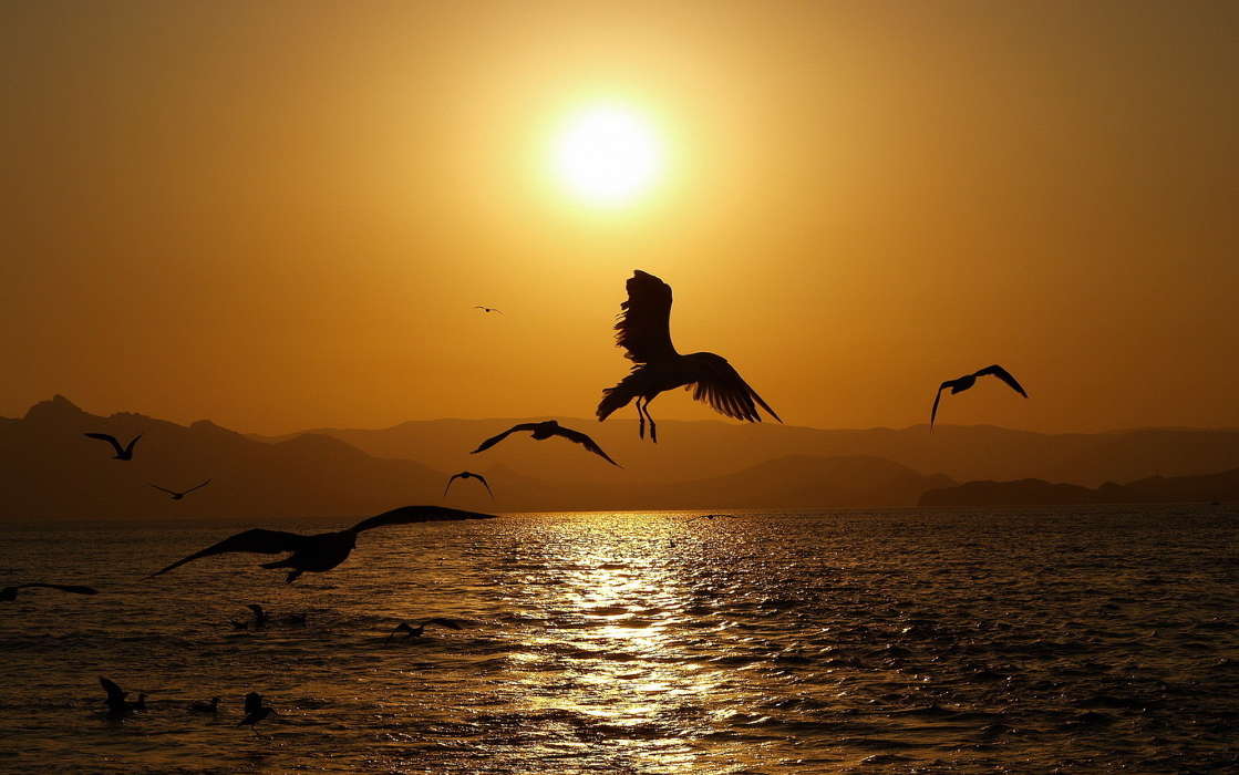 Sea, Landscape, Birds, Sunset, Animals