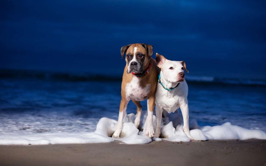 Sea, Dogs, Animals