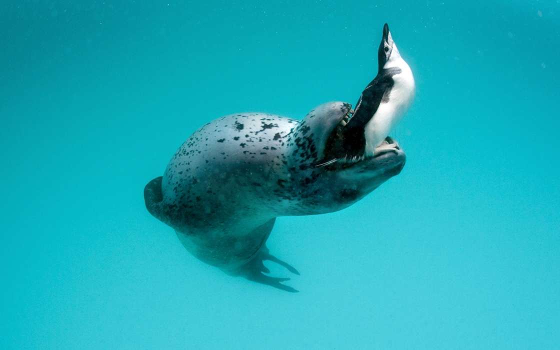 Sea, Seals, Animals