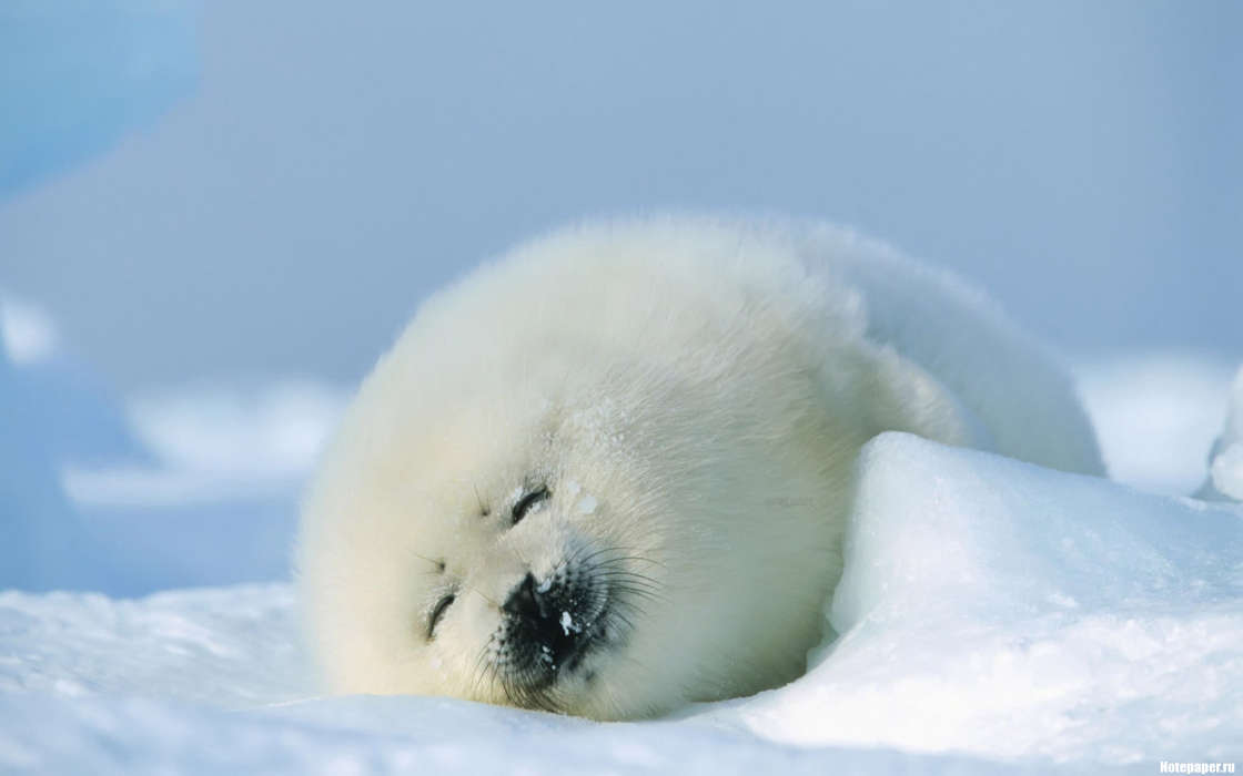 Animals, Winter, Snow, Seals