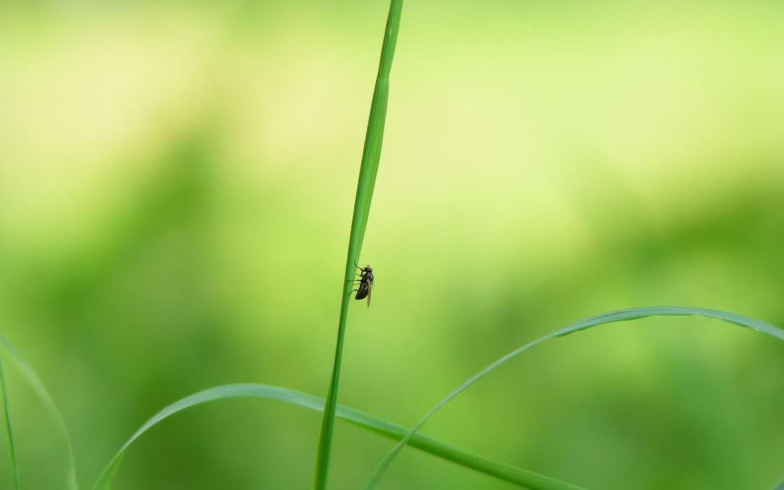 Grass, Insects, Flies