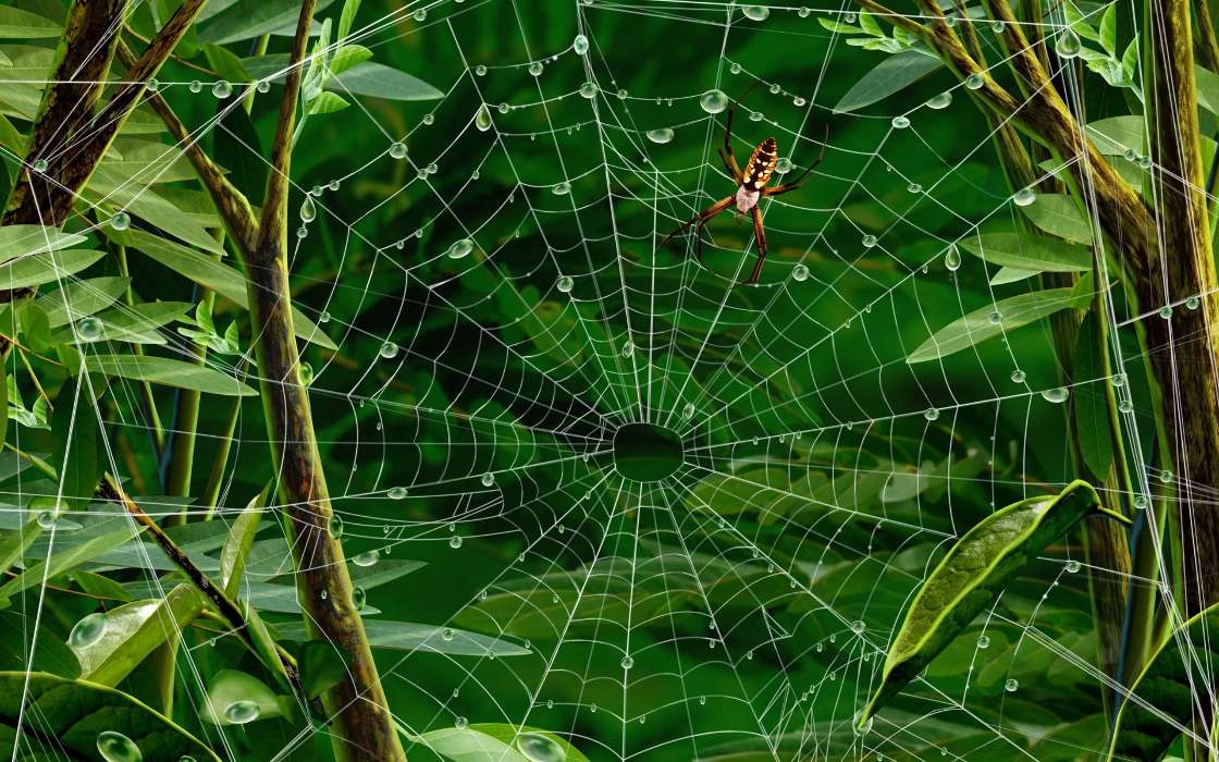 Insects, Spiders, Web, Pictures