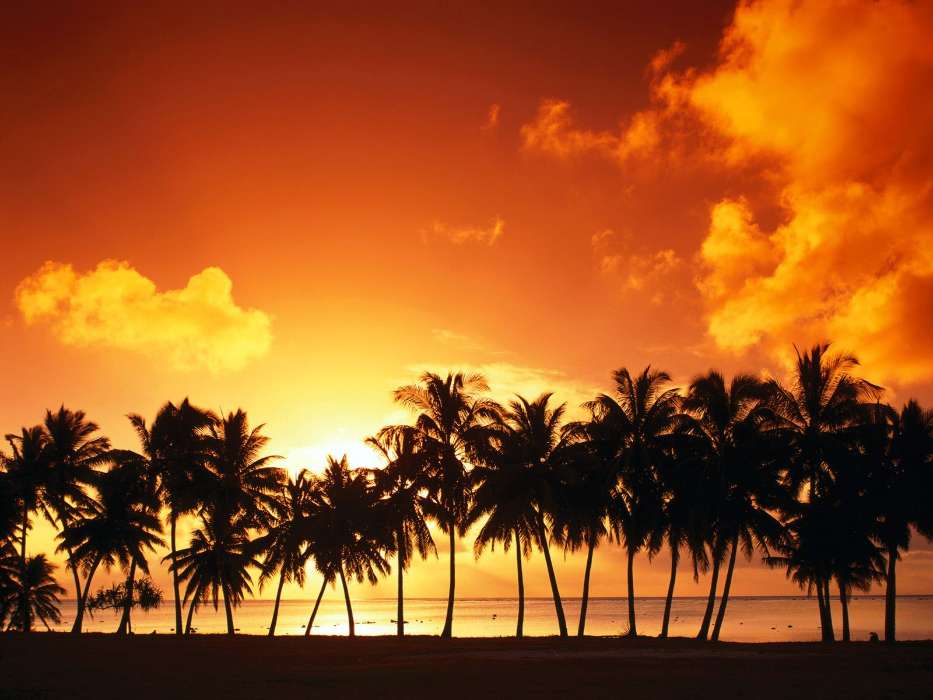 Landscape, Sunset, Sky, Palms