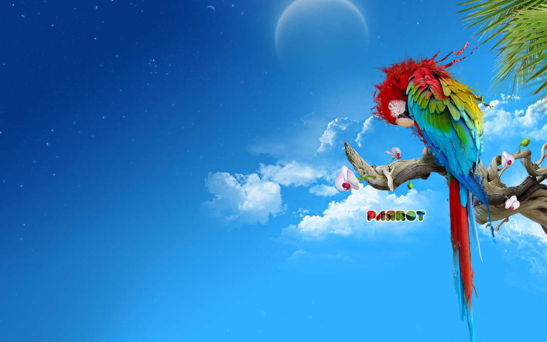 Animals, Birds, Sky, Parrots