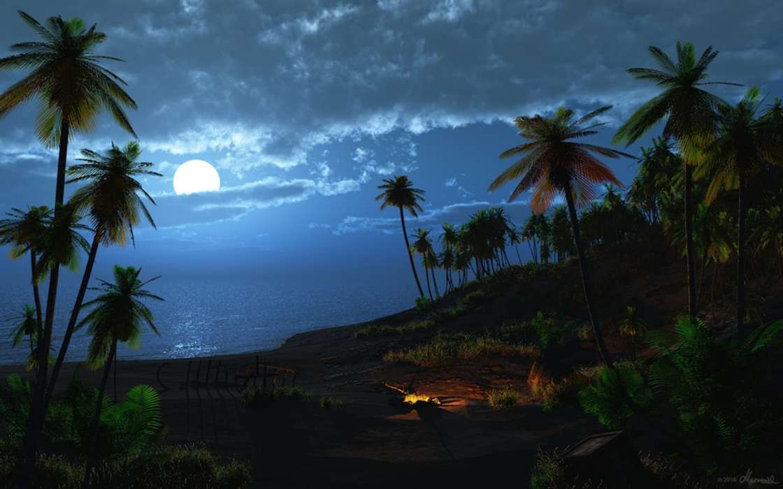 Landscape, Night, Palms