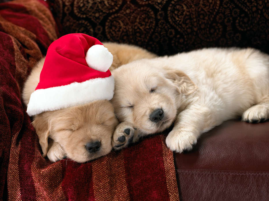 Holidays, Animals, Dogs, New Year, Christmas, Xmas
