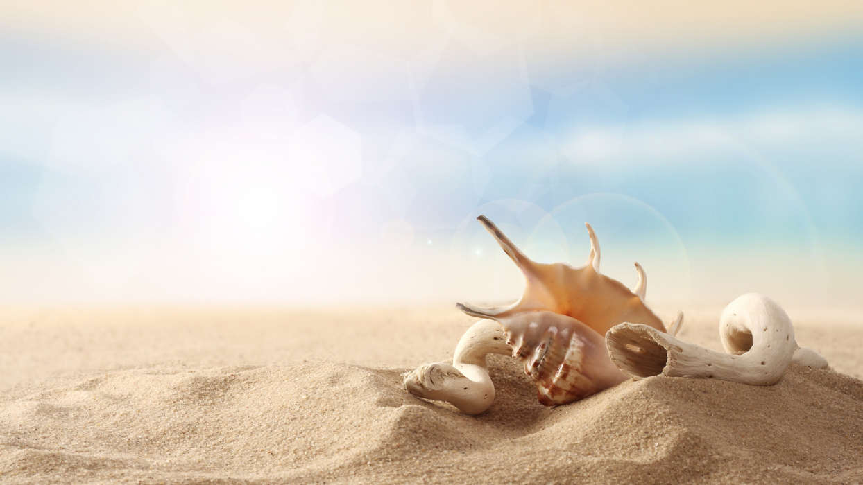 Objects, Sand, Shells