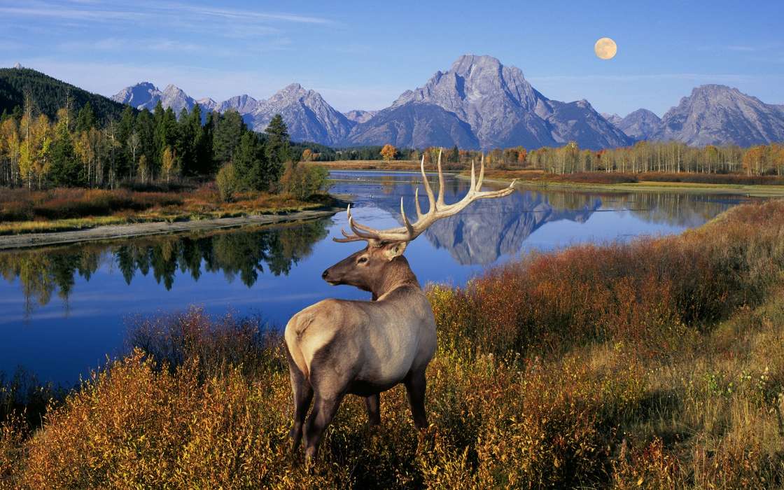 Deers,Landscape,Nature,Animals