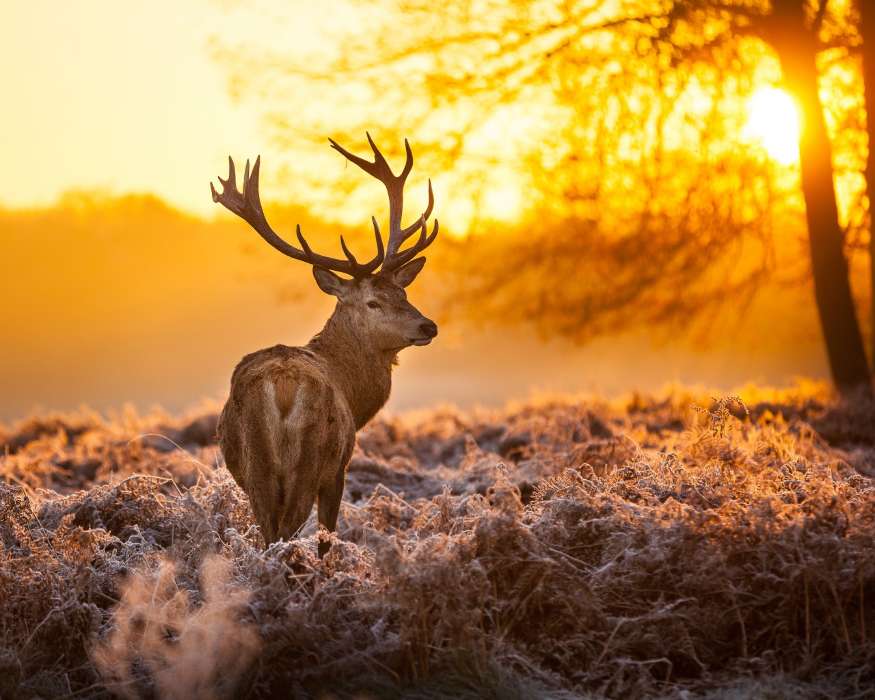 Deers, Sunset, Animals