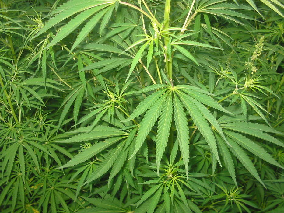 Cannabis, Plants