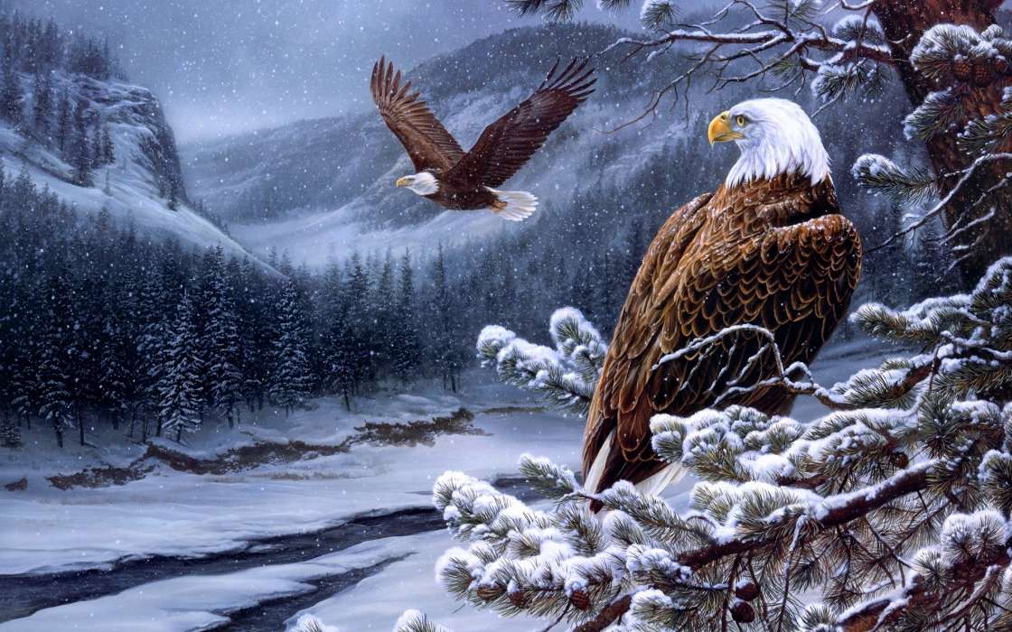 Eagles, Birds, Pictures, Snow