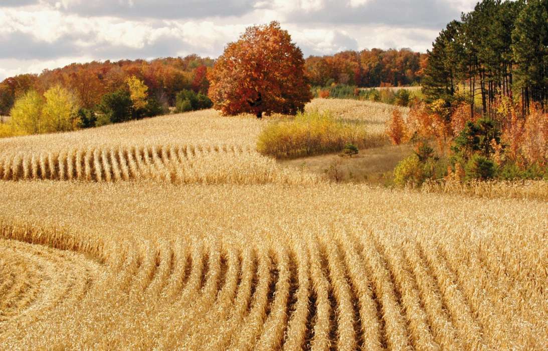 Landscape, Fields, Autumn