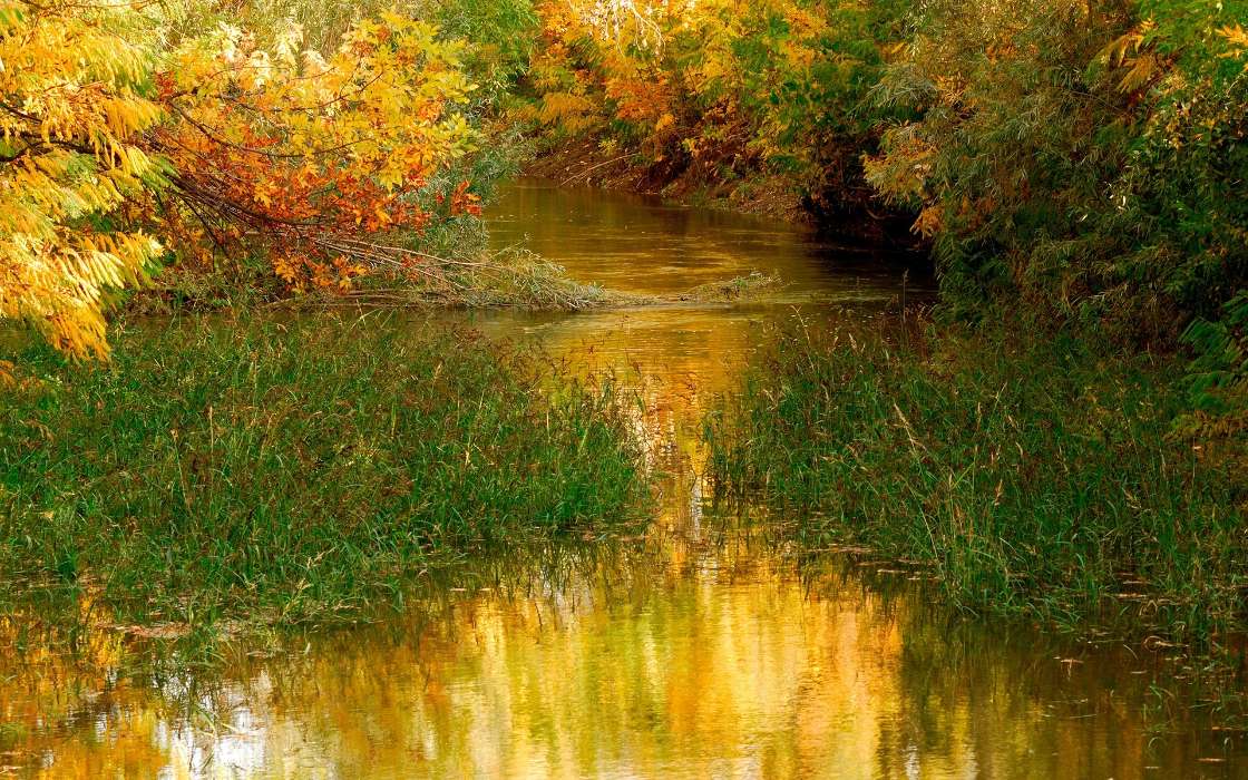 Landscape, Rivers, Grass, Autumn