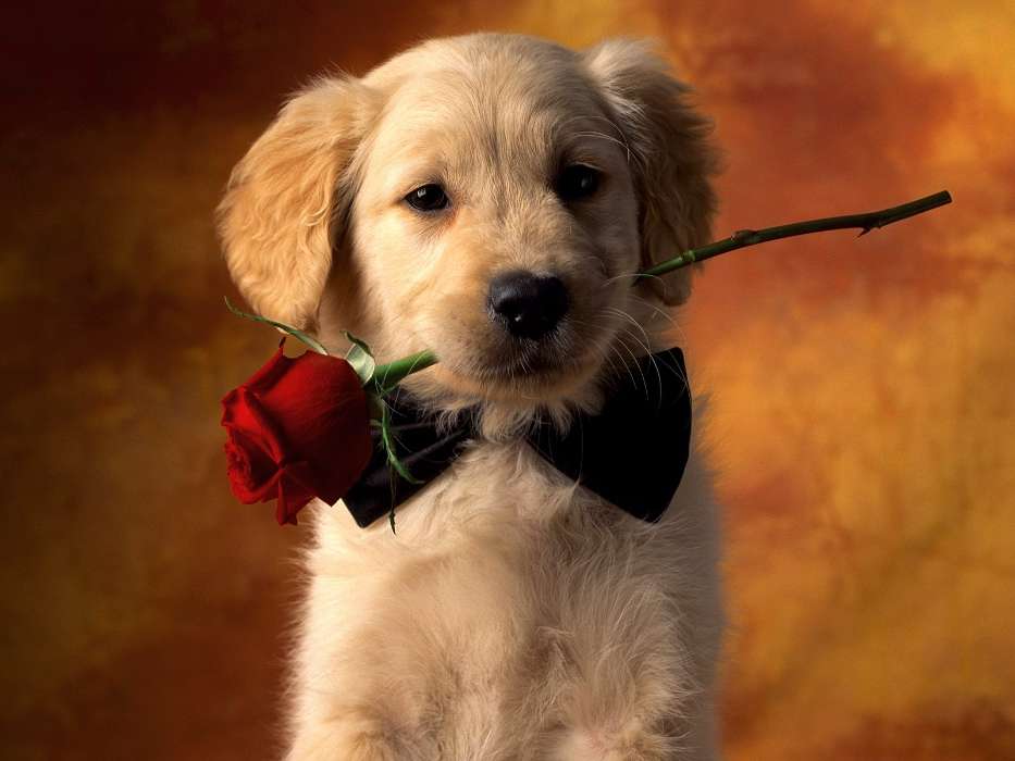 Animals, Dogs, Roses, Postcards